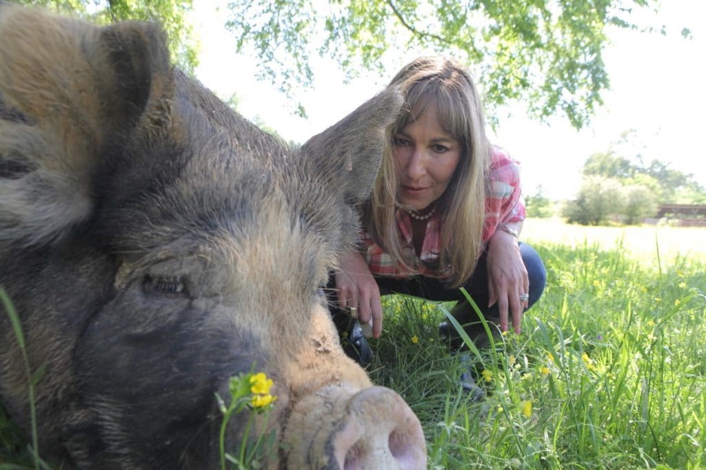 Melissa Cookston is pictured with a hog on pasture outside Memphis, Tennessee. Cookston, the "Winningest Woman in Barbecue," has bred a hybrid hog to compete in this year's Memphis in May World Championship Barbecue Cooking Contest. -- Photo: Sophorn Kuoy/Morris Marketing Group